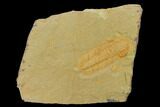 Protolenus Trilobite With Pos/Neg - Tinjdad, Morocco #141872-2